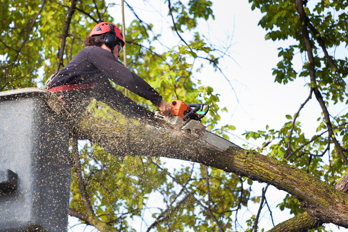 Tree Service in Anne Arundel County